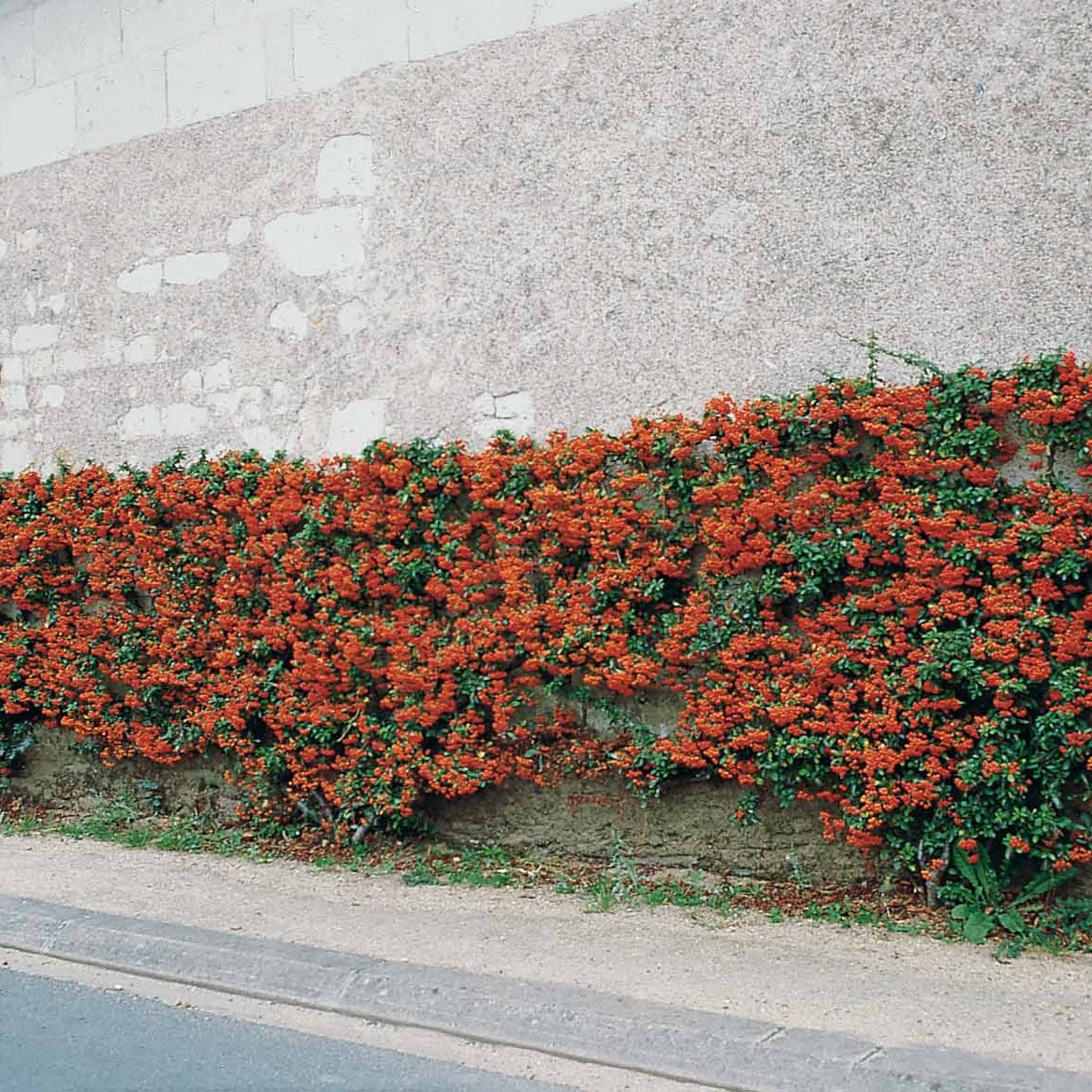  3 Pyracantha Saphyr Rouge