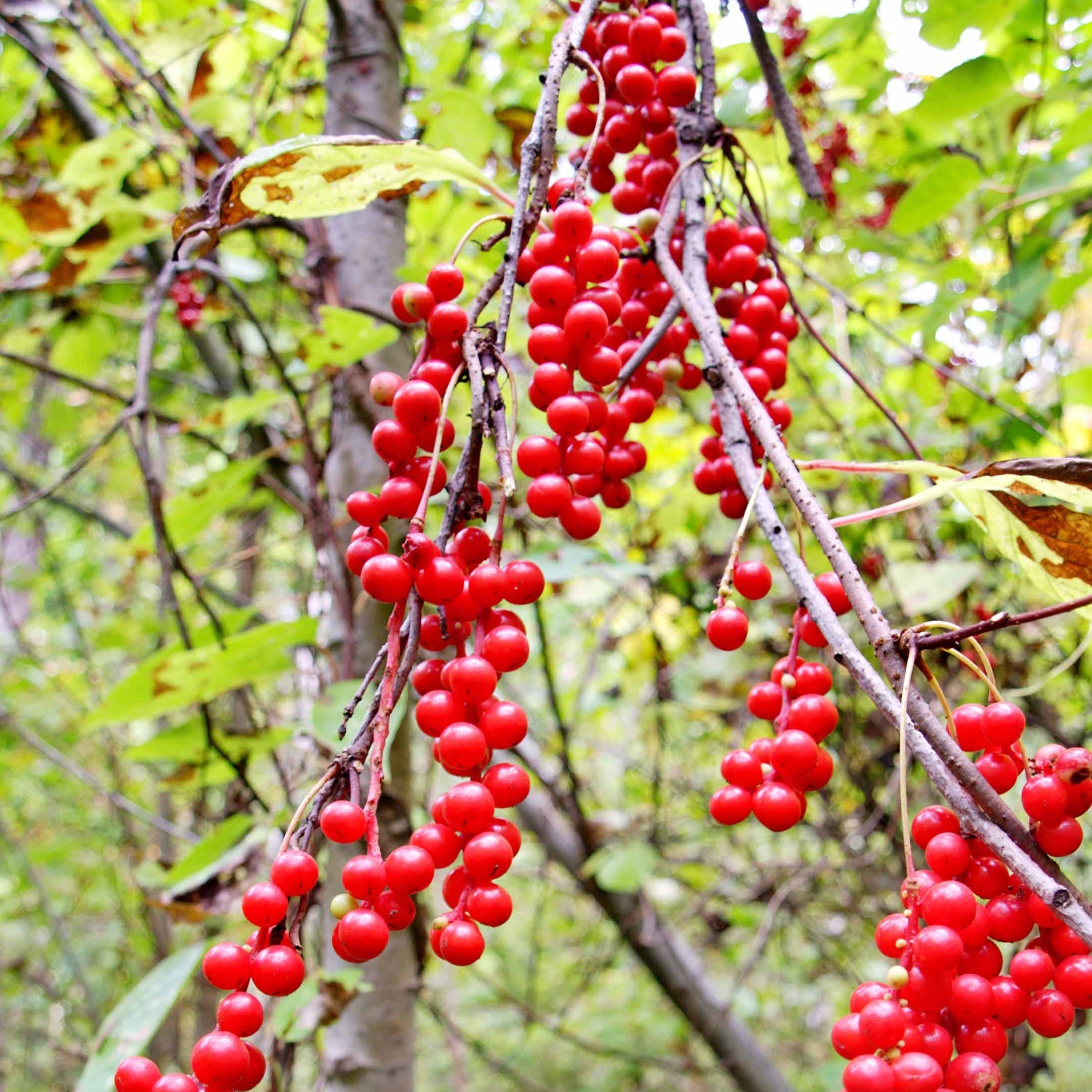  Fruit De La Vitalité