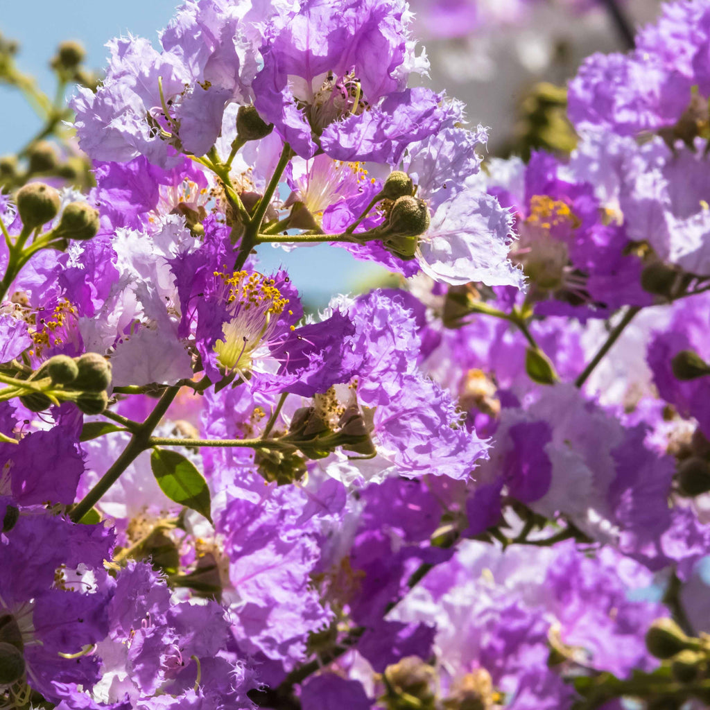  Lilas Des Indes Violet