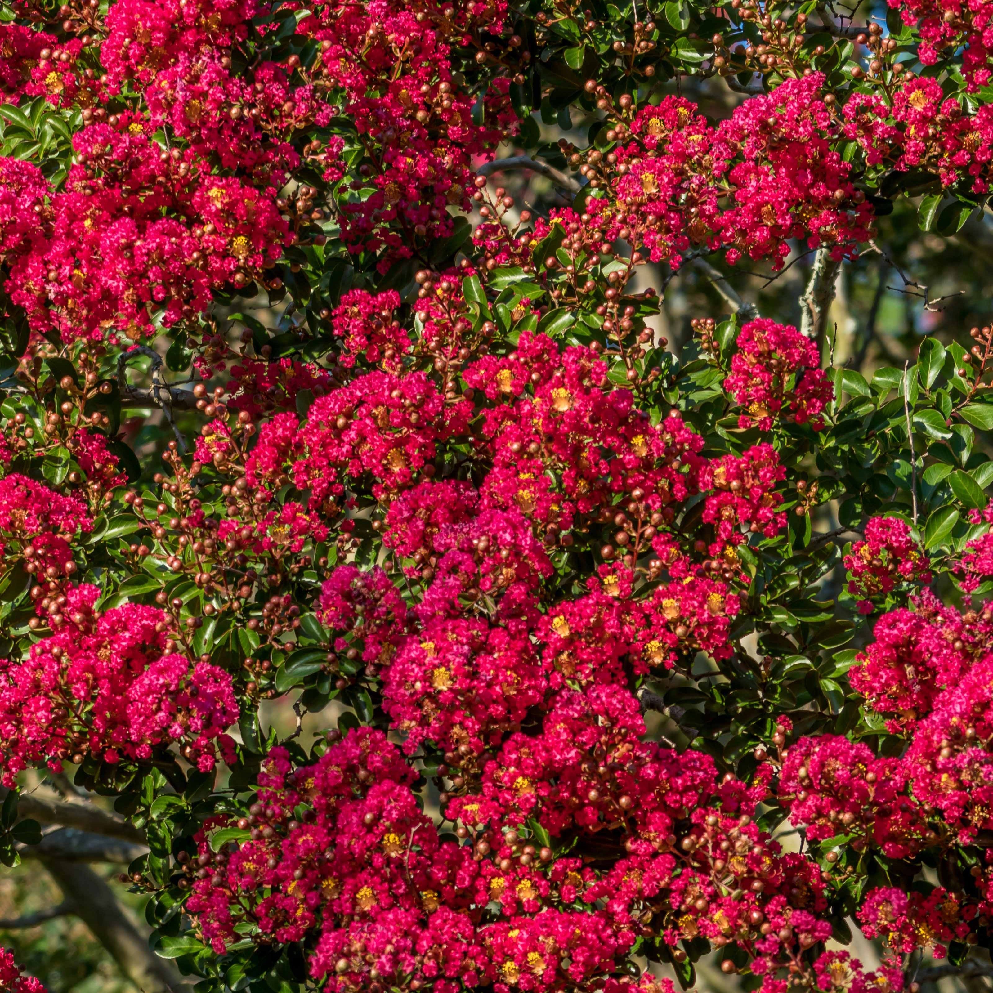  Lilas Des Indes Rouge