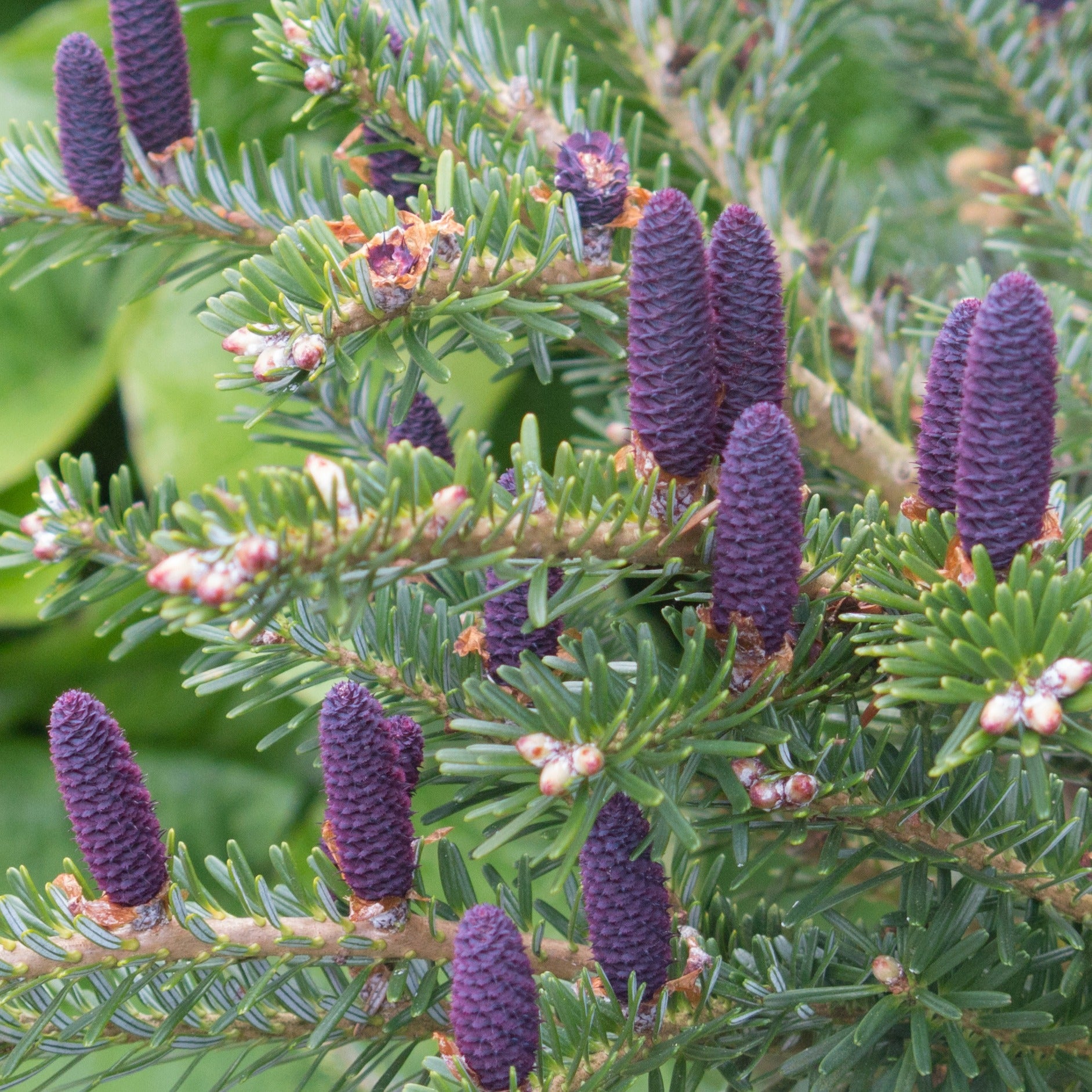  Sapin De Corée
