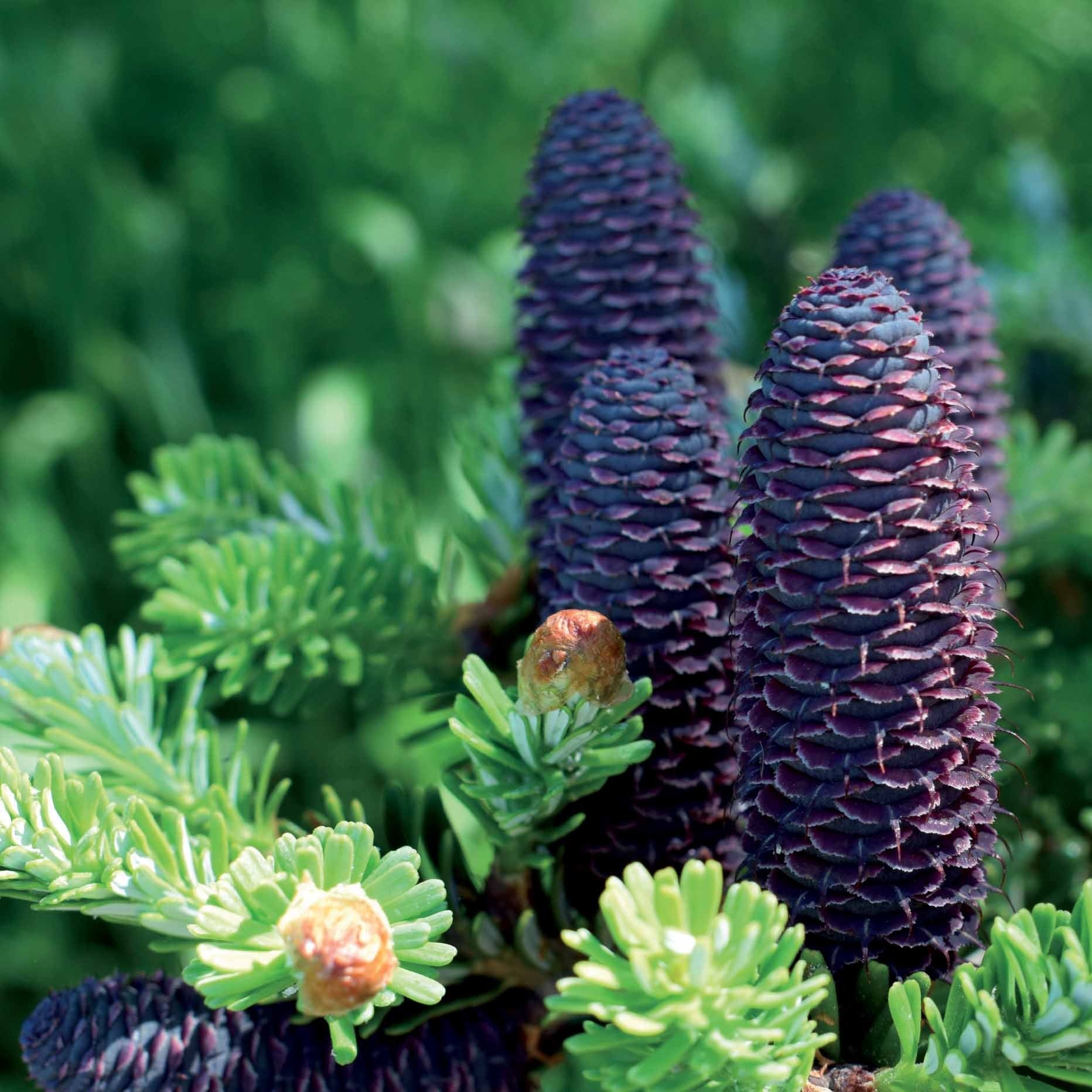  Sapin De Corée