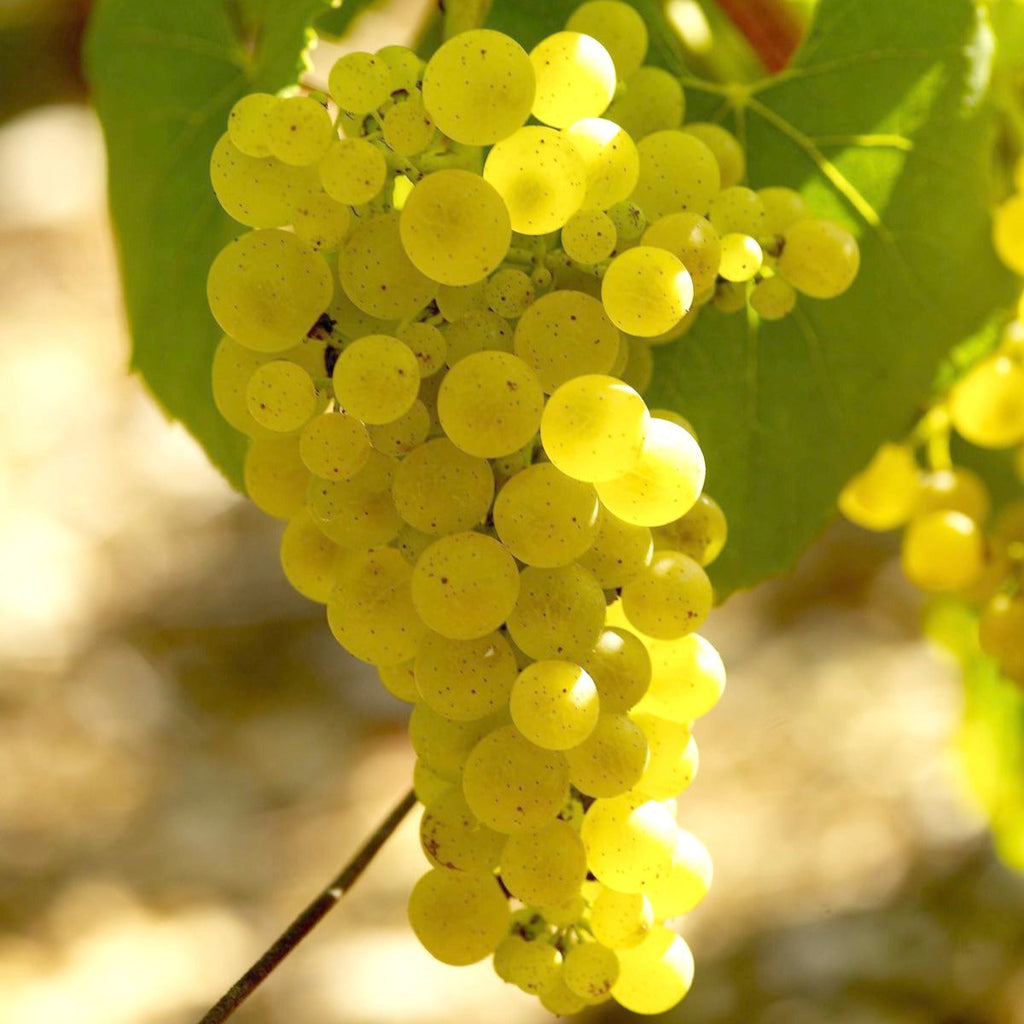  Vigne Chardonnay