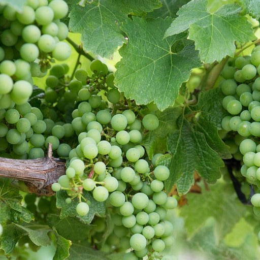  Vigne Chardonnay