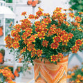  3 Bidens Rouge Orange