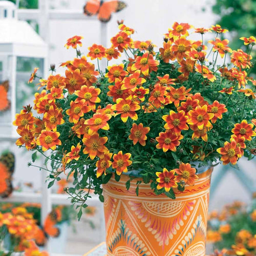  3 Bidens Rouge Orange