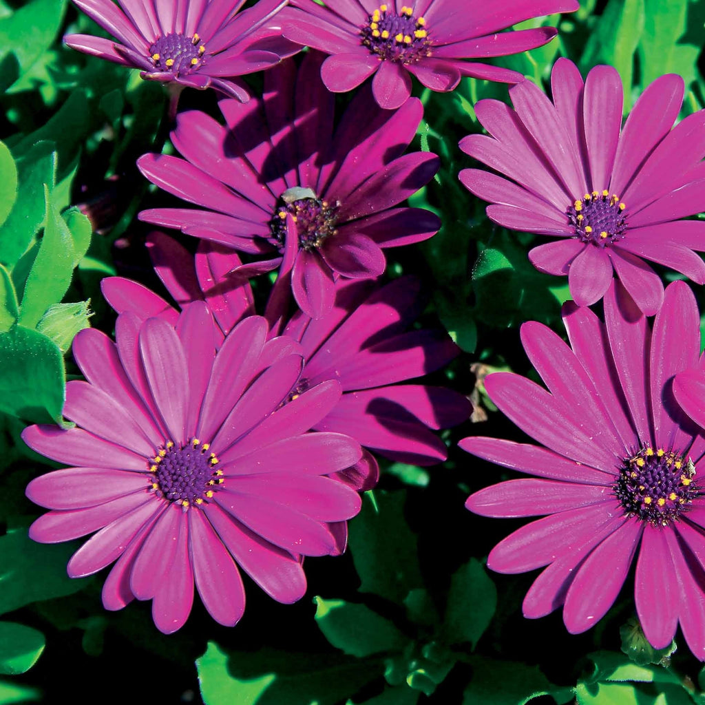  3 Marguerites Du Cap Pourpres