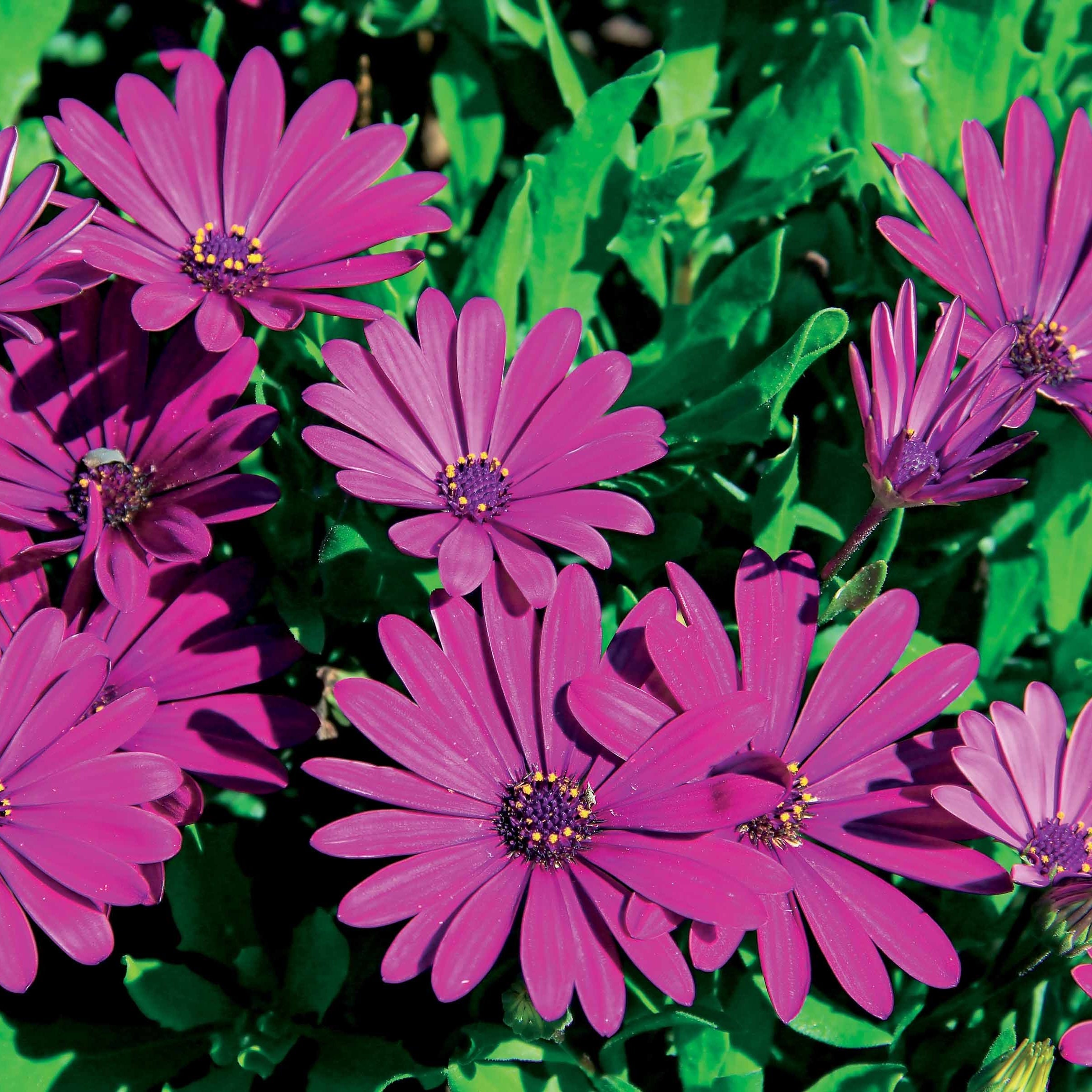 3 Marguerites Du Cap Pourpres