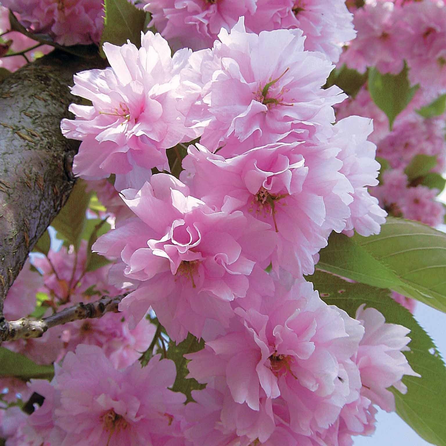  Cerisier à Fleurs Kanzan