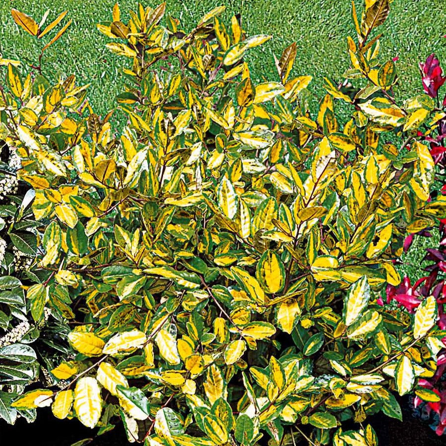  Eleagnus Pungens Maculata