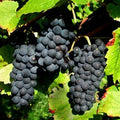  Vigne Pinot