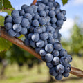  Vigne Merlot