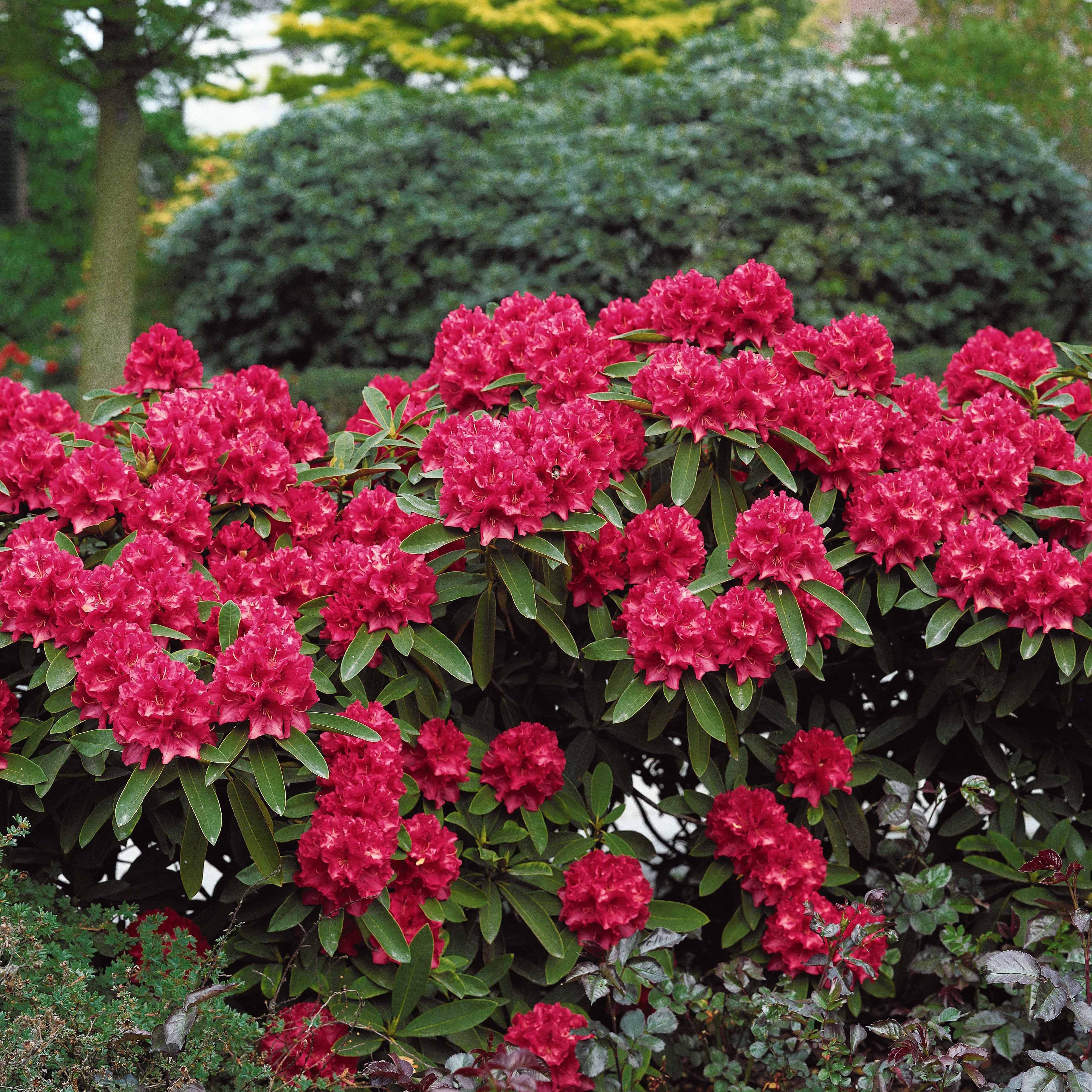  Rhododendron Scarlet Wonder