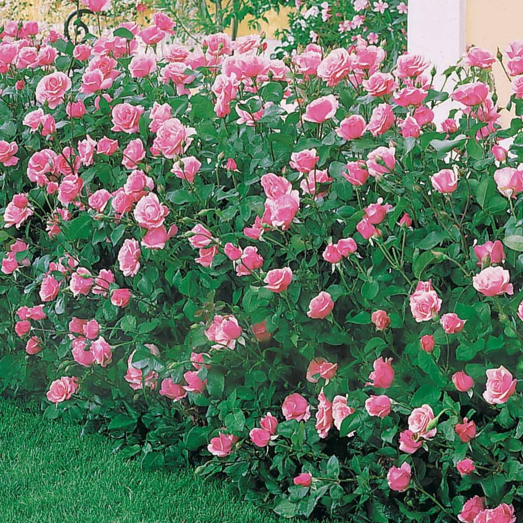  Rosier Queen Elisabeth