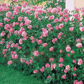  Rosier Queen Elisabeth