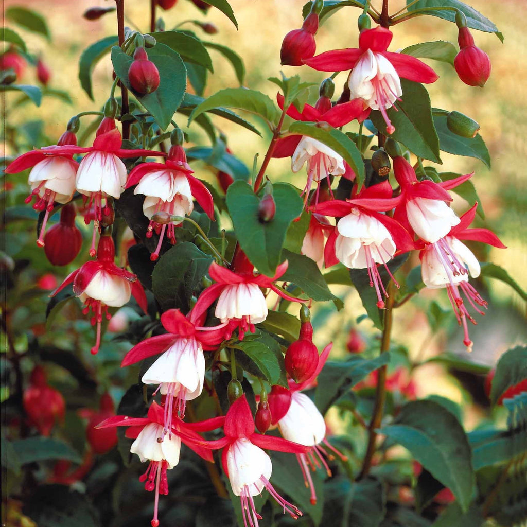  6 Fuchsias Rustiques En Mélange