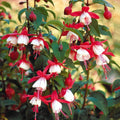  6 Fuchsias Rustiques En Mélange