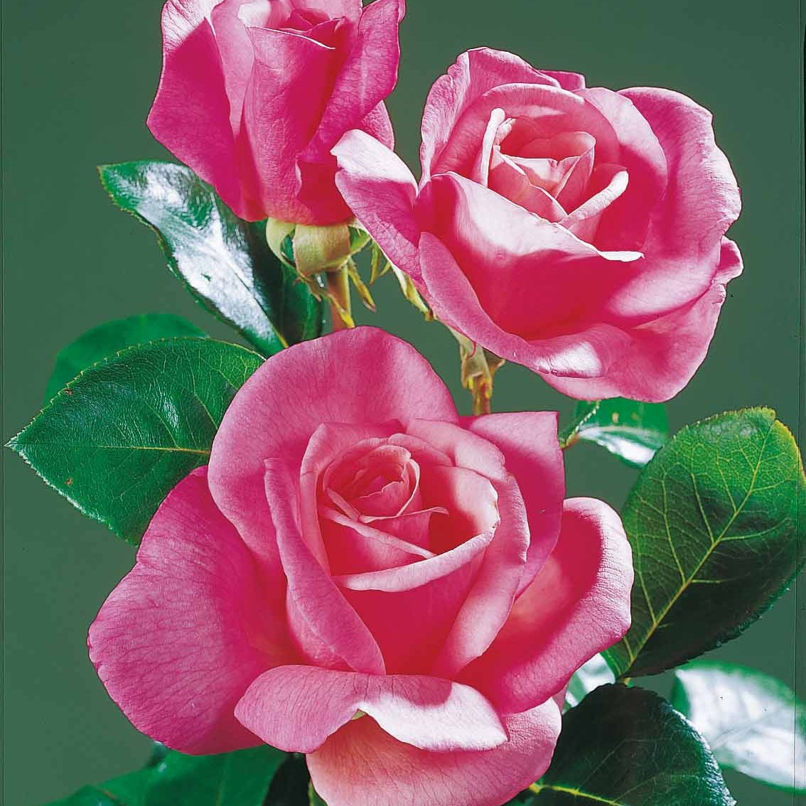 Collection De 5 Rosiers Pour Bouquets