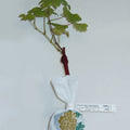  Collection De 4 Vignes