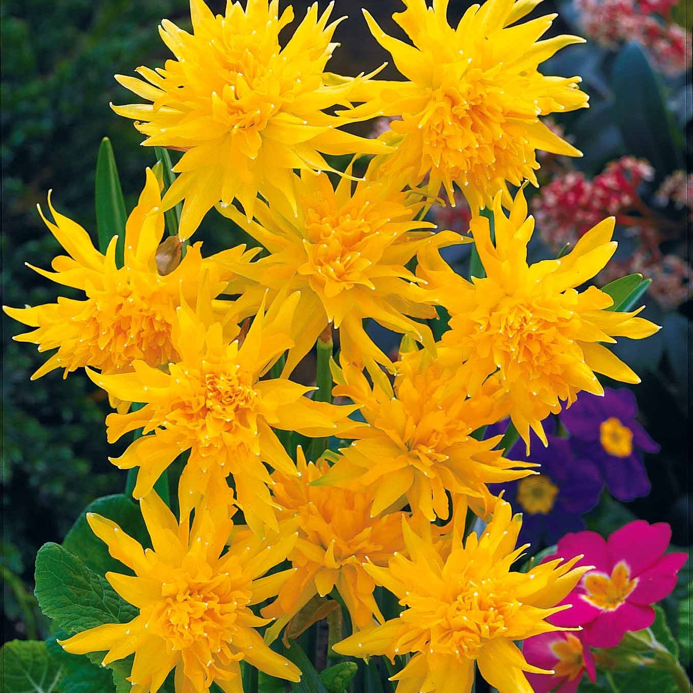  Collection De 30 Mini Narcisses : Jet Fire, Rip Van Winkle, Tête à Tête
