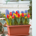  Collection Le Printemps à La Fenêtre