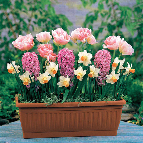  13 Bulbes à Floraison Printanière En Mélange