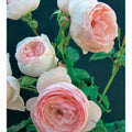  Collection De 2 Rosiers : Anglais Her's Ausgreen Et Ausgreen's Winne