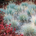  3 Graminées Colorées En Mélange