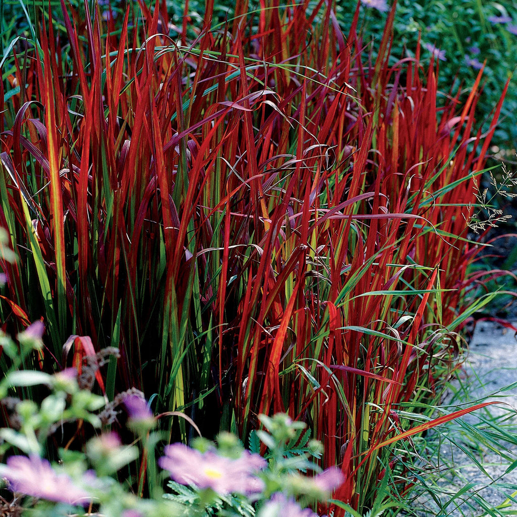  3 Graminées Colorées En Mélange