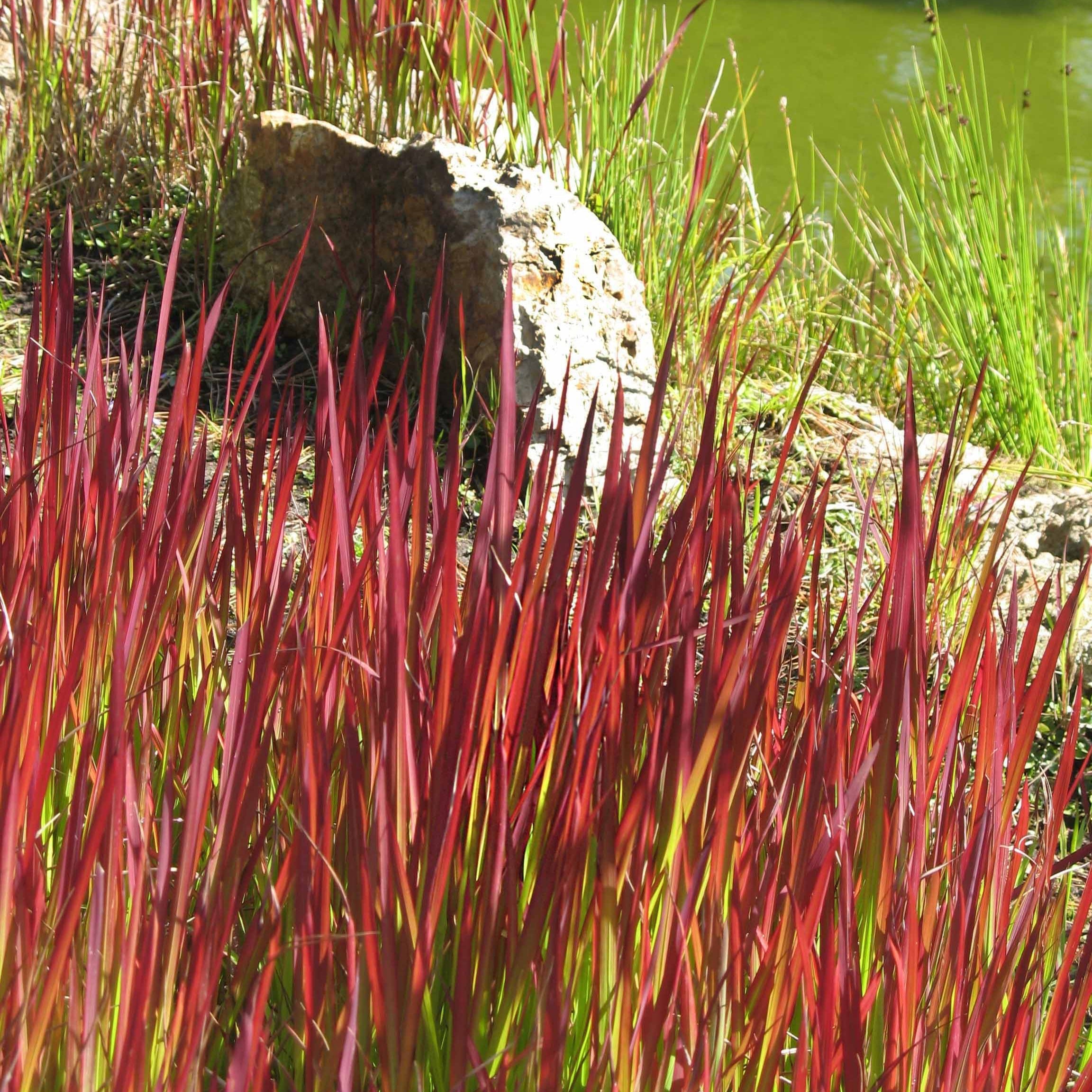  3 Graminées Colorées En Mélange