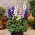  2 Delphiniums Magic Fountain En Mélange