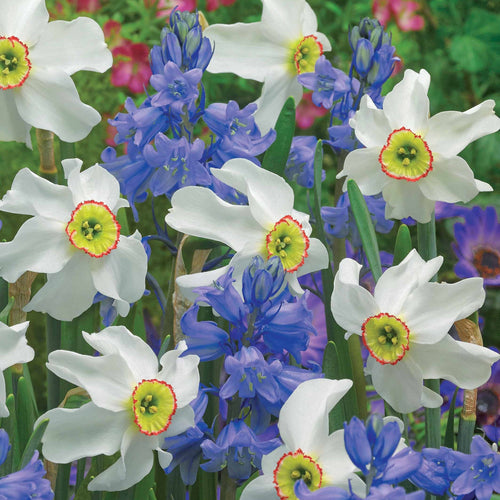  20 Bulbes Pour Massifs Blancs Et Bleus En Mélange