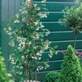  Collection De 3 Grimpantes : Jasmin, Glycine, Hortensia Grimpant