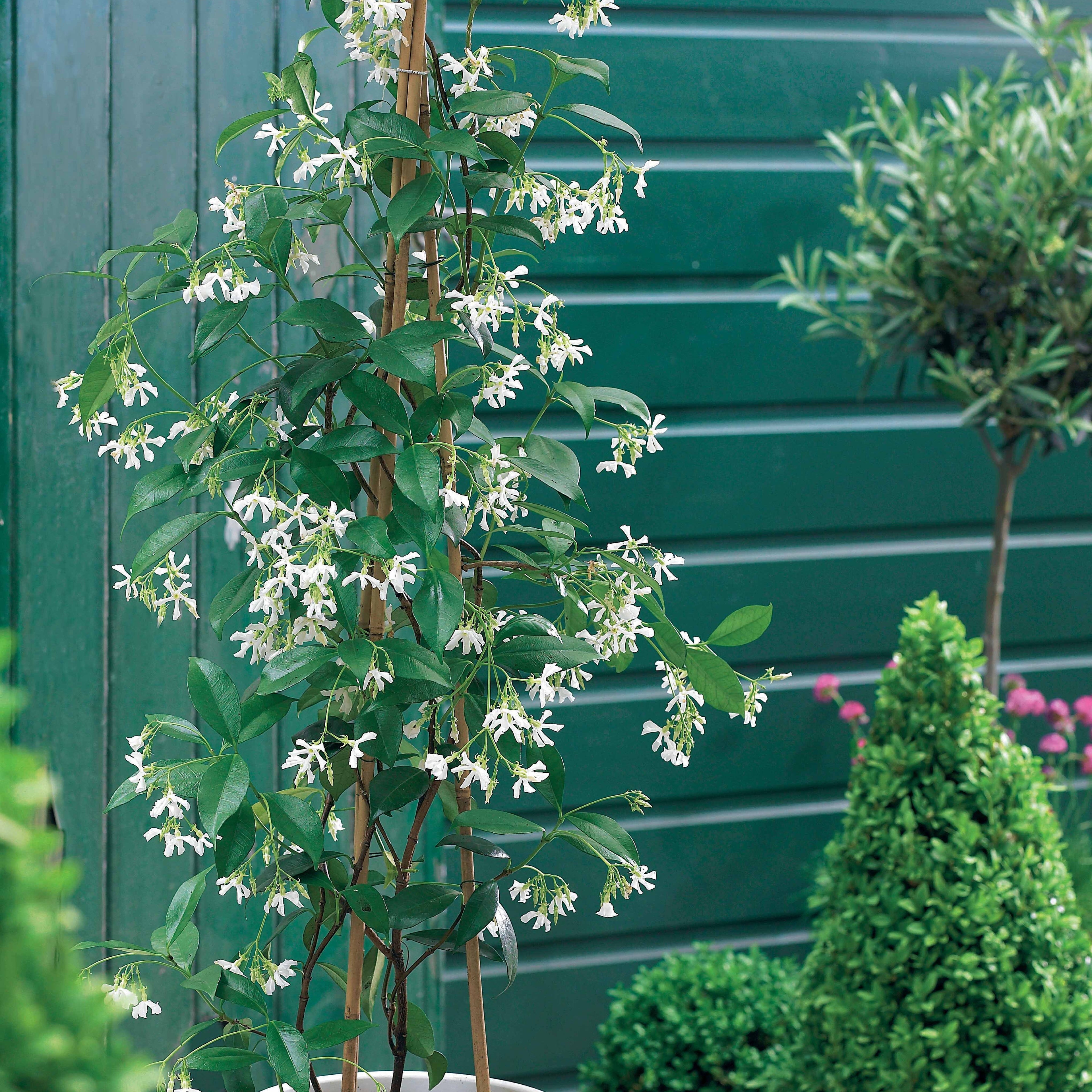  Collection De 3 Grimpantes : Jasmin, Glycine, Hortensia Grimpant