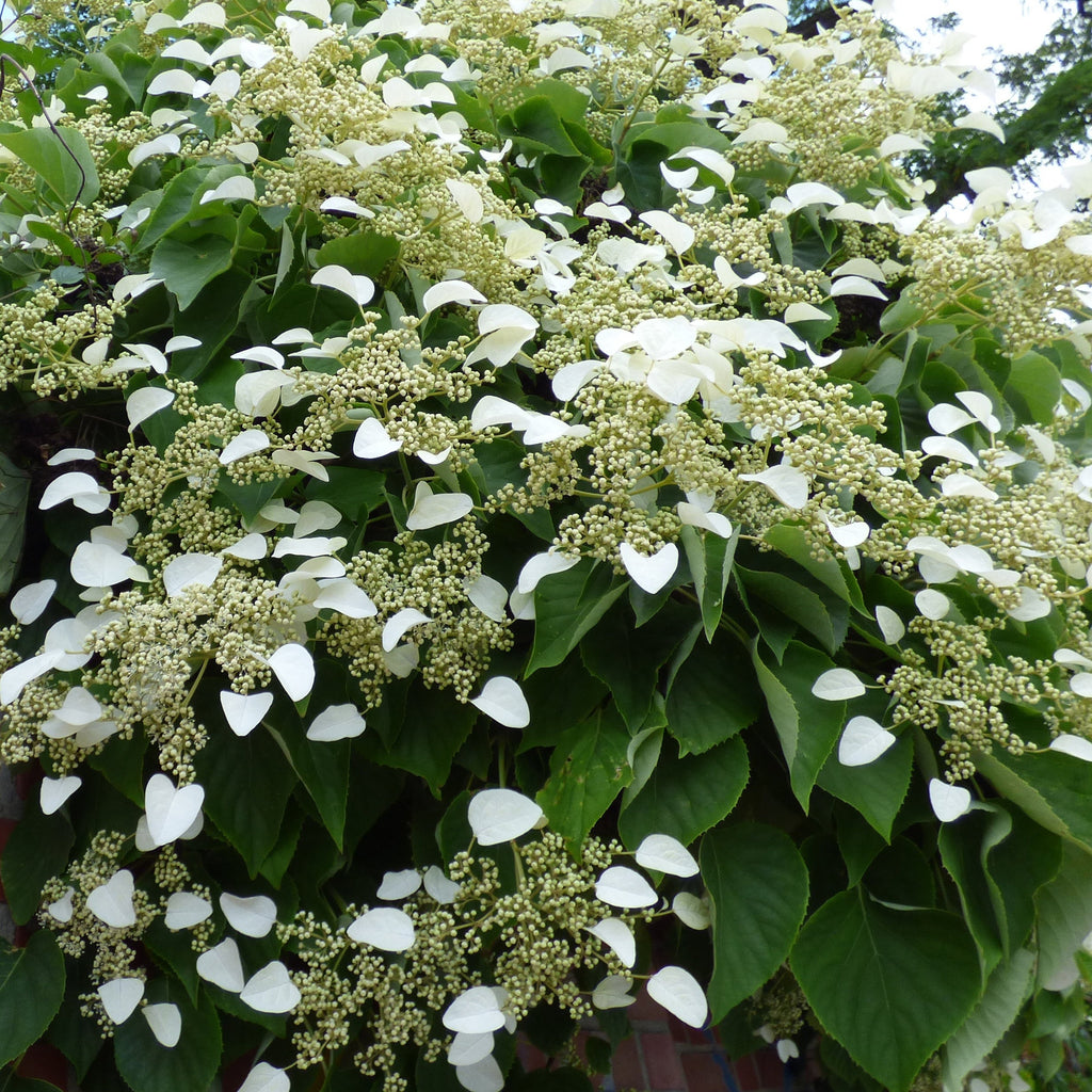  Collection De 3 Grimpantes : Jasmin, Glycine, Hortensia Grimpant