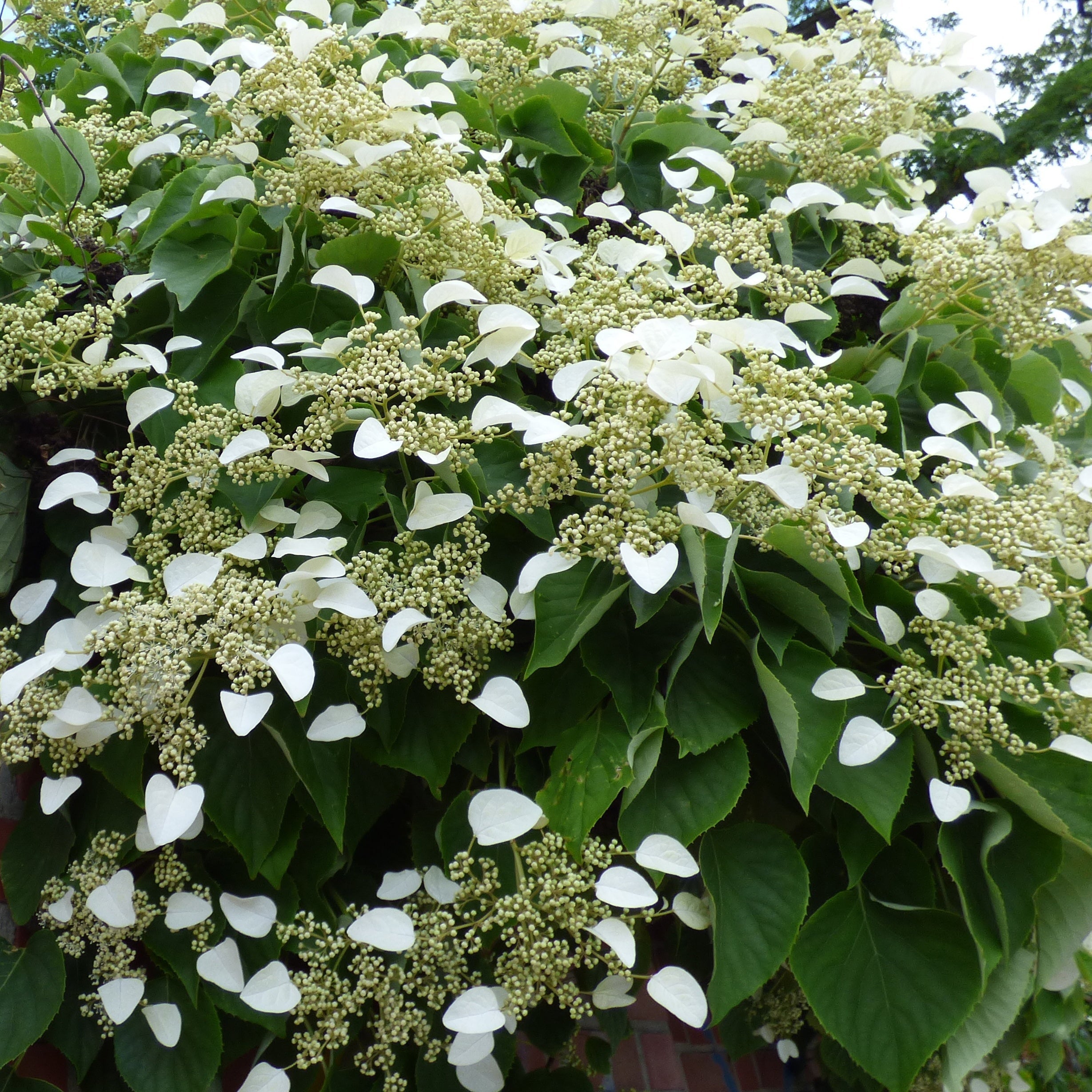  Collection De 3 Grimpantes : Jasmin, Glycine, Hortensia Grimpant