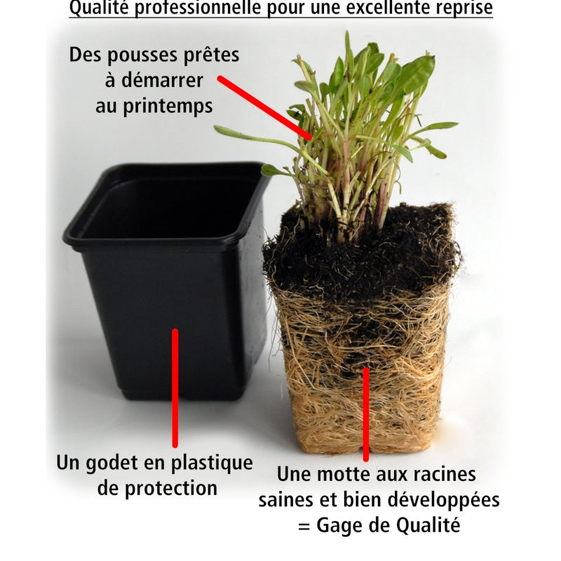  Collection De 4 Plantes Vivaces Aux Couleurs Tendres