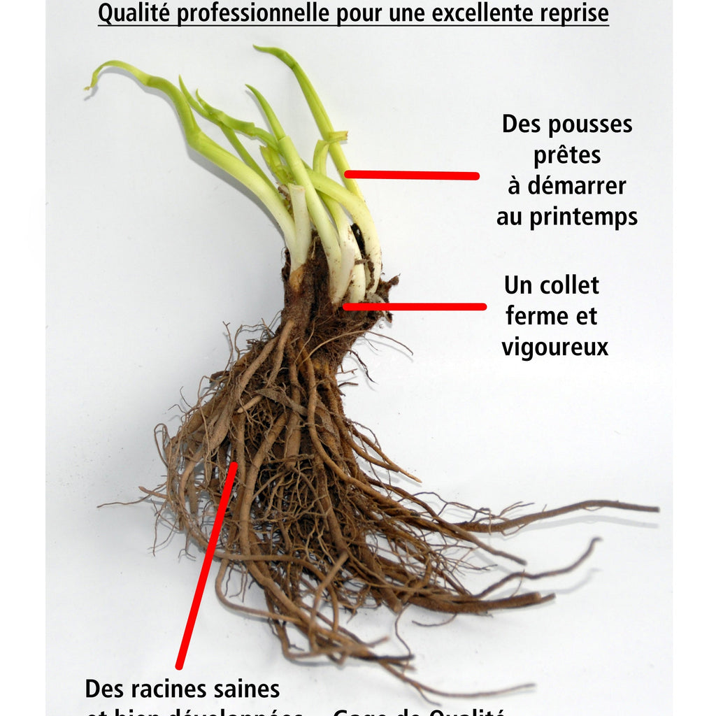  Collection De 4 Plantes Vivaces Aux Couleurs Tendres