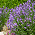 Collection De 6 Plantes Vivaces Pour Extérieur Moderne