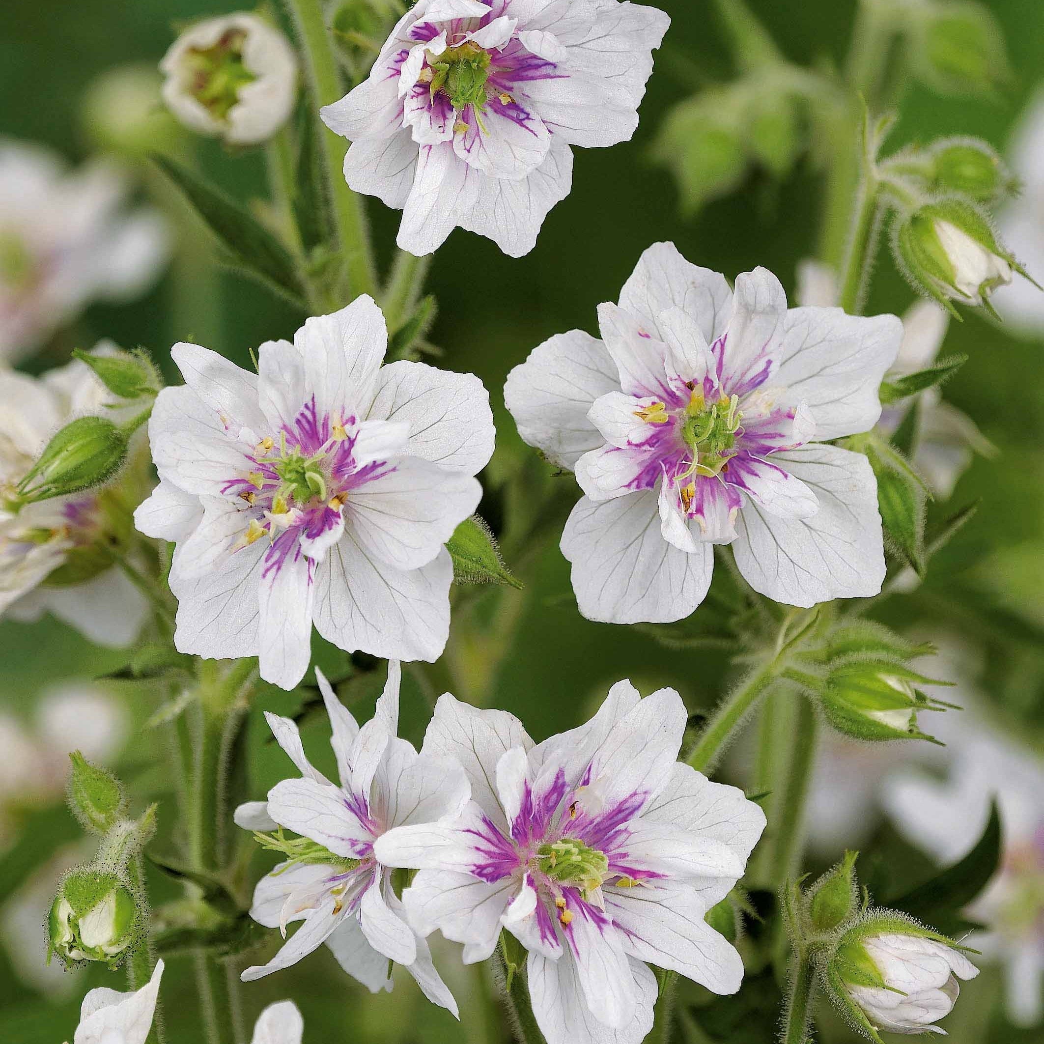 Collection De 6 Géraniums Vivaces à Fleurs Doubles