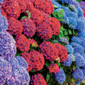 Collection De 4 Hortensias Rouges Et Bleus