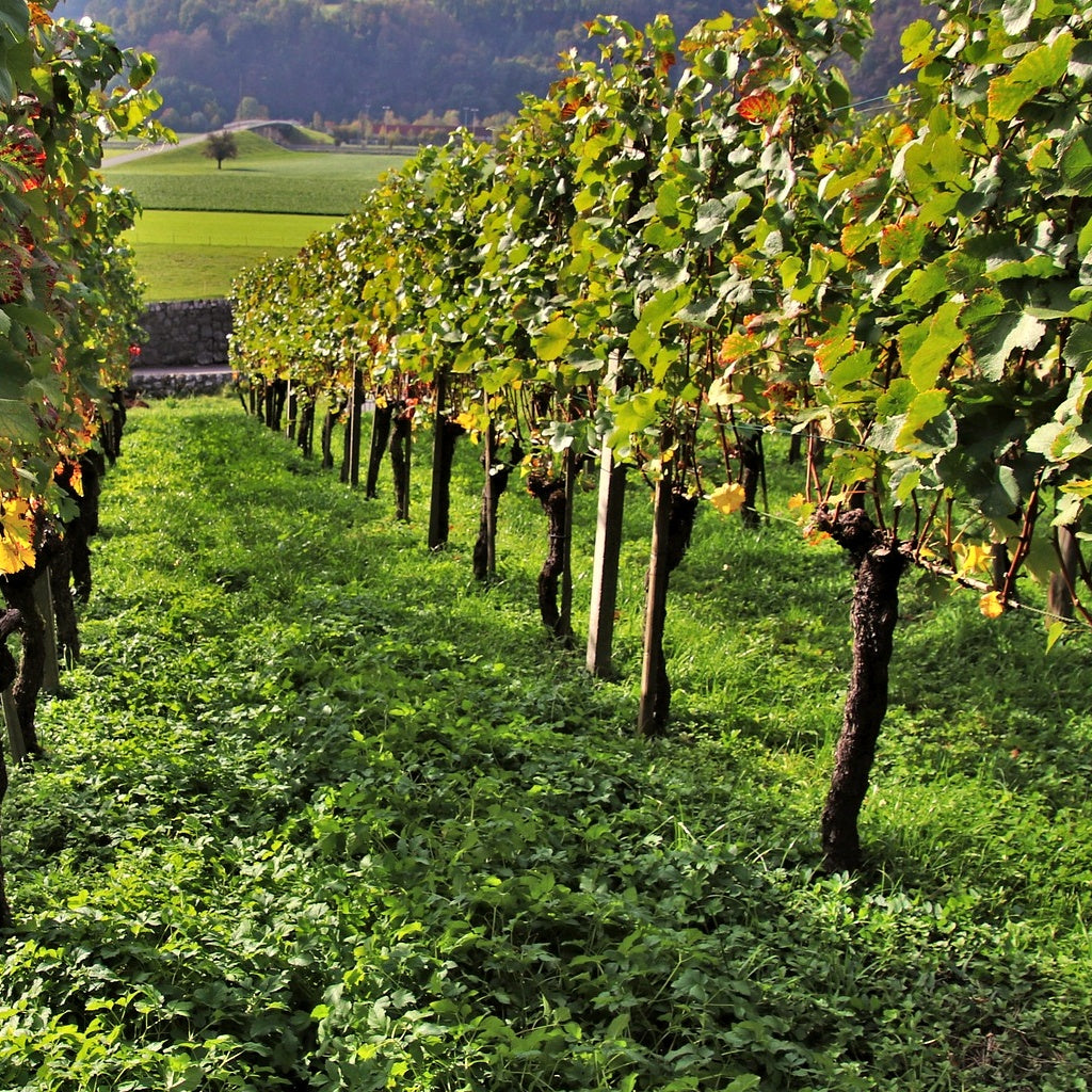 Collection De 3 Viticoles : Vitis Vinifera Pinot, Merlot, Chardonnay