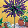  Arbre Aux Papillons Empire Blue Sur Tige