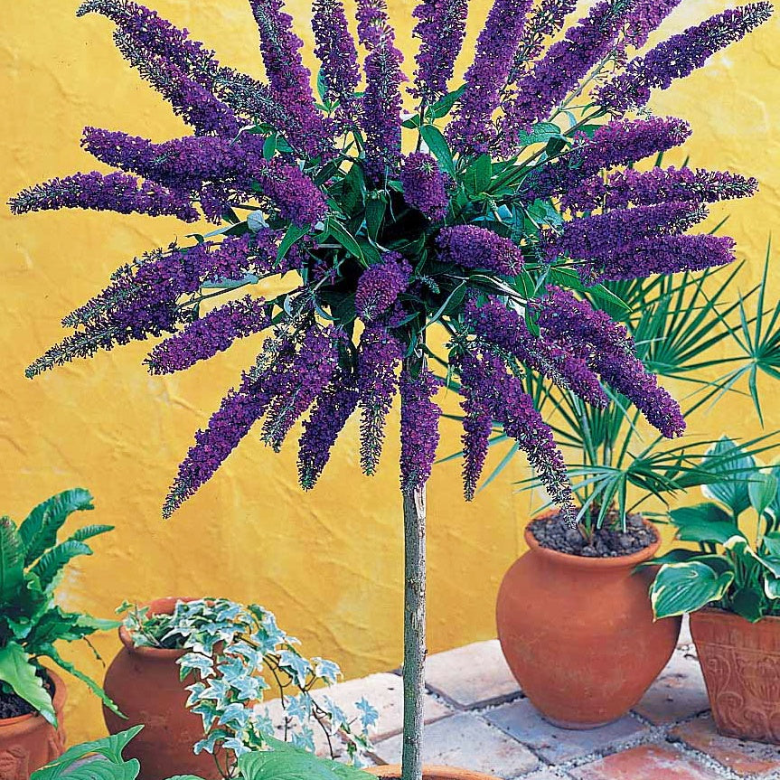  Arbre Aux Papillons Empire Blue Sur Tige