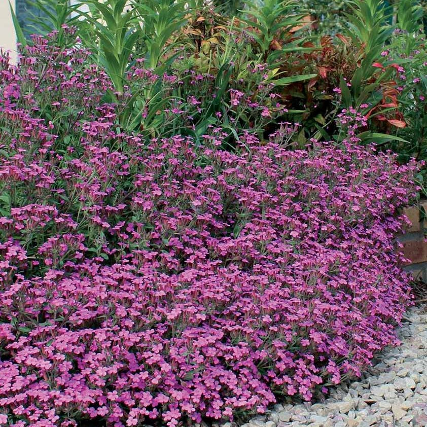  5 Saponaires Ocymoides