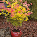  Erable Du Japon Rêve Orange