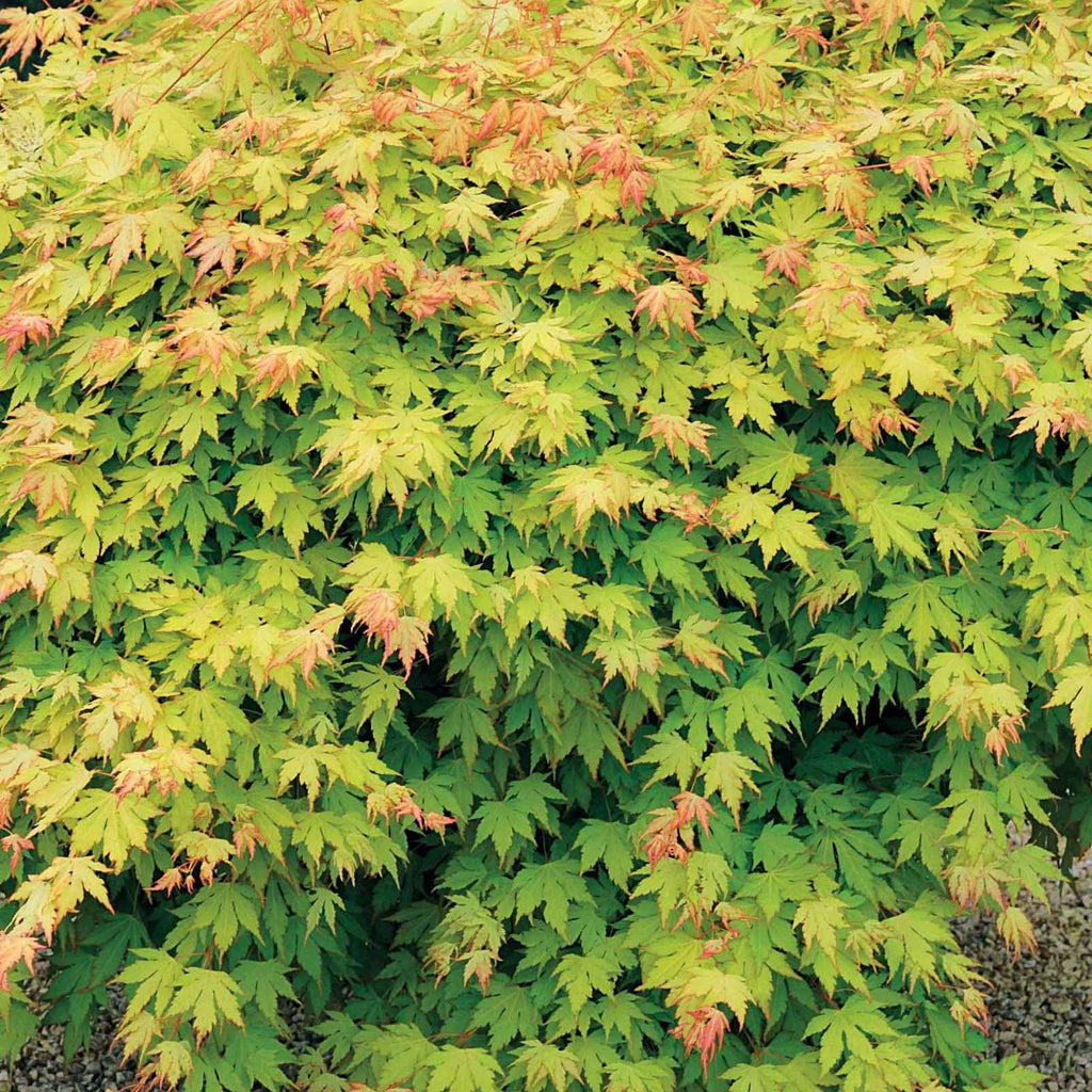  Erable Du Japon Rêve Orange