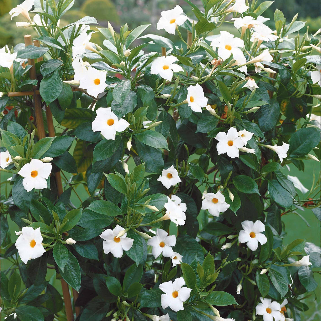  Jasmin Du Brésil Blanc - Dipladenia