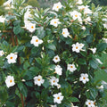  Jasmin Du Brésil Blanc - Dipladenia