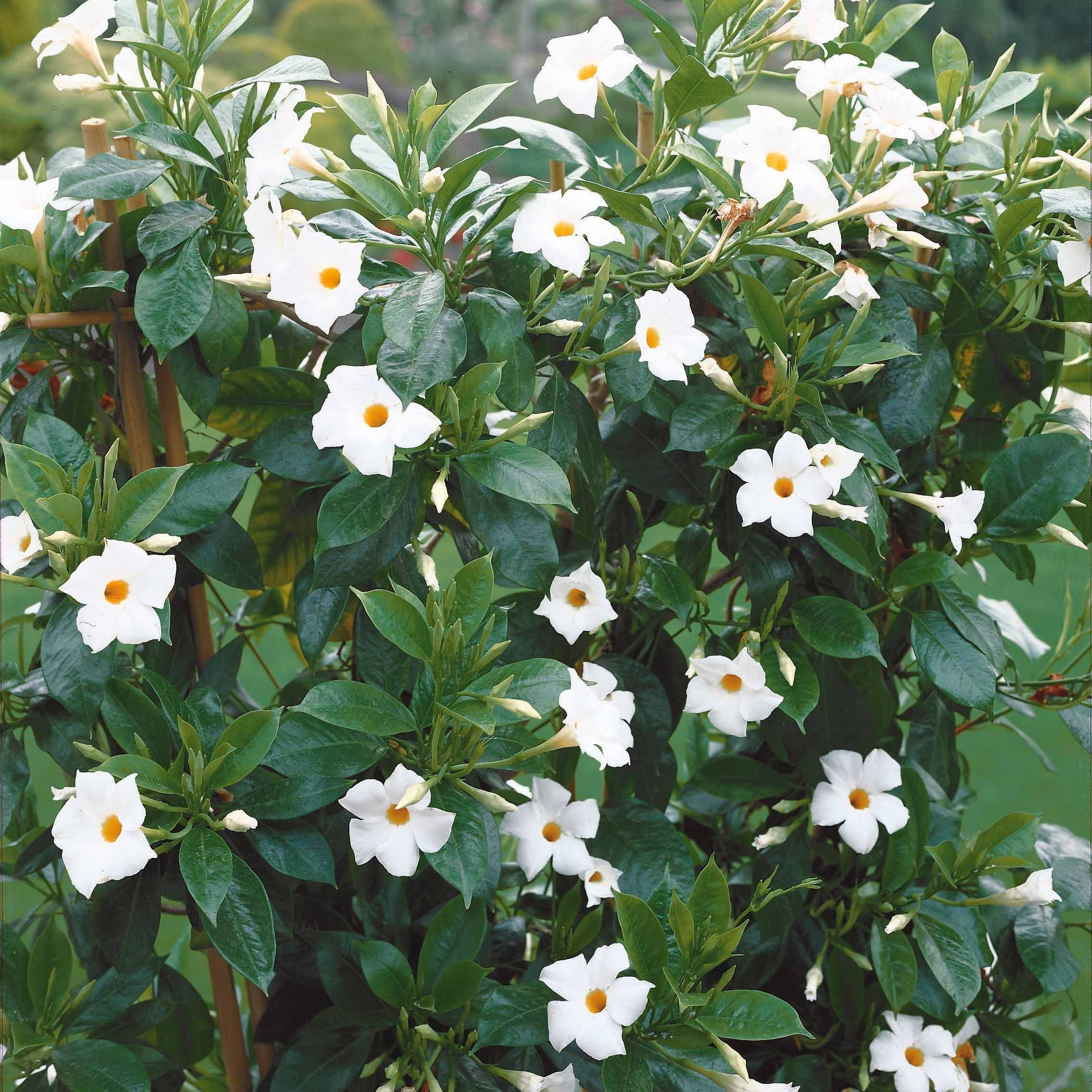  Jasmin Du Brésil Blanc - Dipladenia